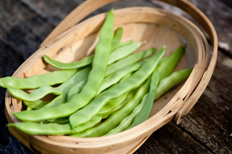 pick-your-own-runner-beans-in-kent-lower-ladysden-farm